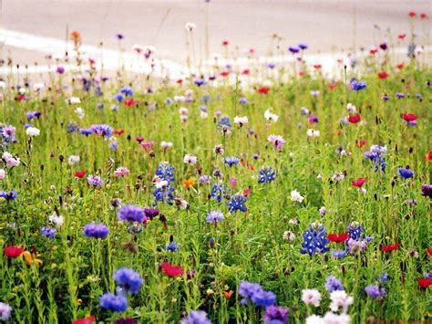 wildflower aesthetic wallpaper|free desktop wallpaper wildflowers.